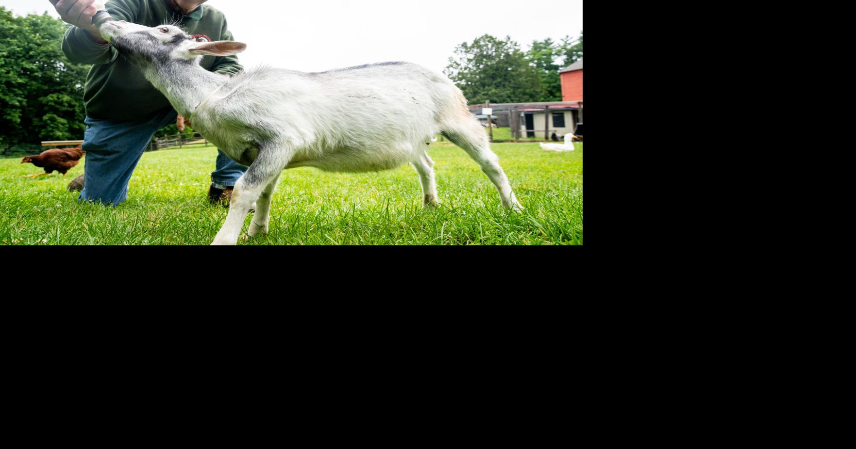 Dublin's Fox rears tradition, joy at The Friendly Farm