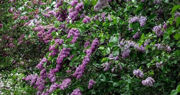 Nothing Common About Lilacs
