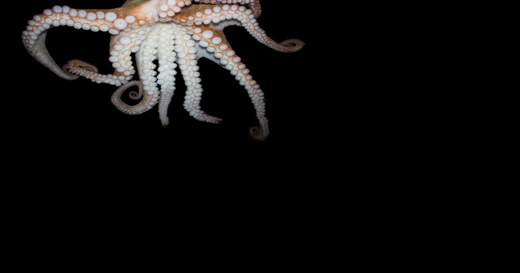 Squids and octopuses, the 'weeds of the sea,' on the rise | National ...