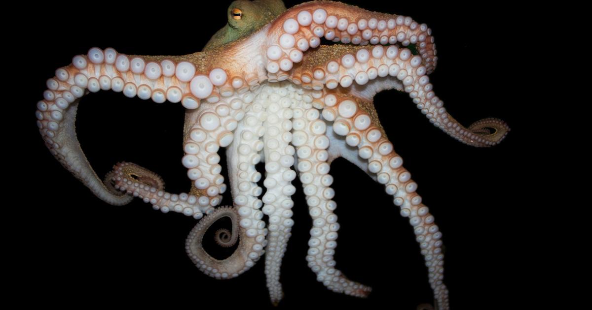 Sentinel Octopus Squids and octopuses, the 'weeds of the sea,' on the rise | National ...