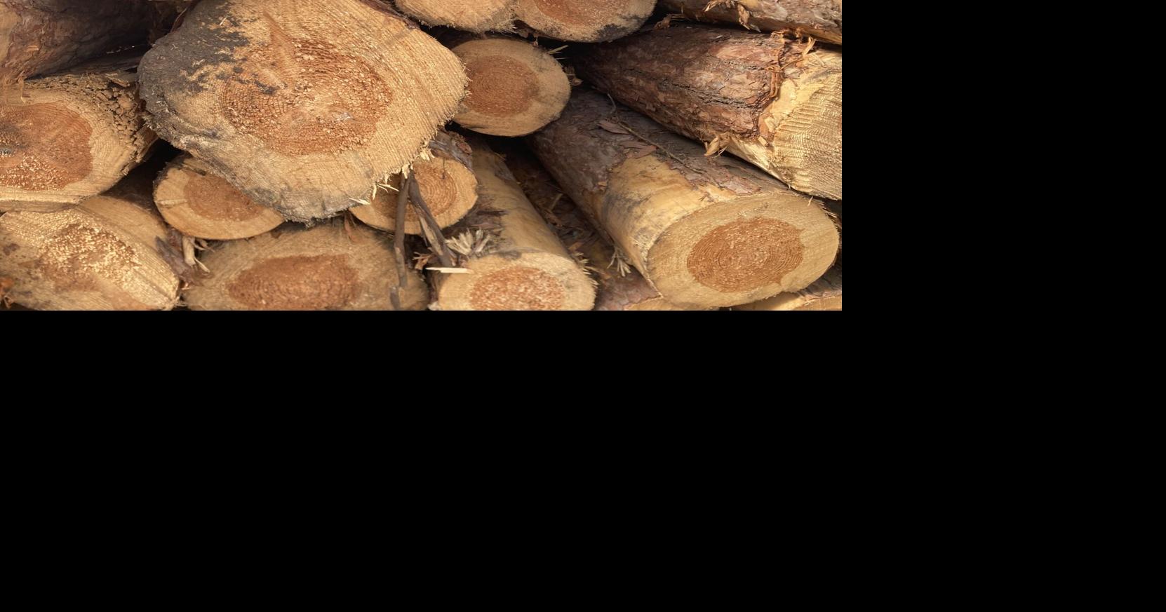 How much red pine was harvested from Keene's Maple Avenue?