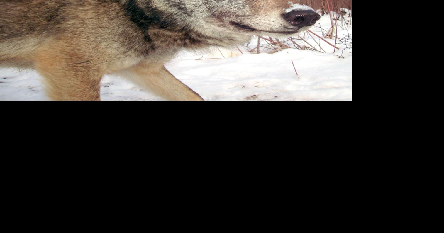 Northern wolves heading to Michigan | Local News | kenoraminerandnews.com