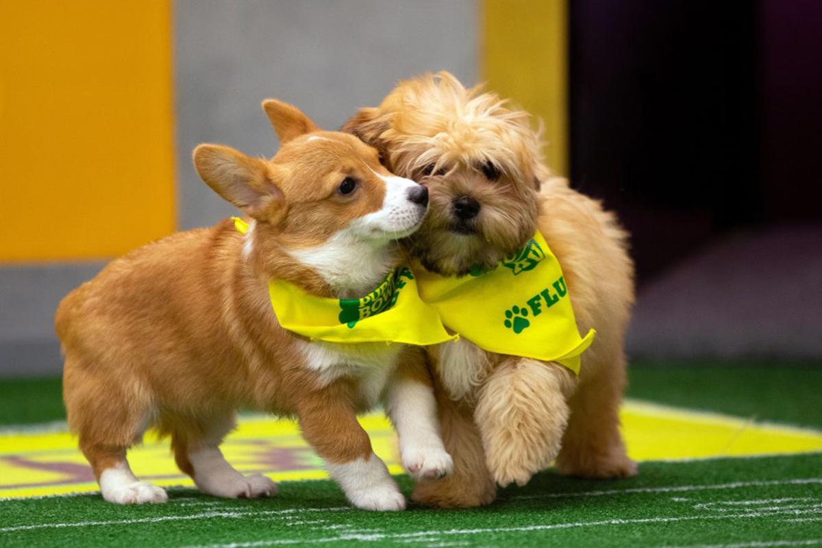 Puppy Bowl 2019