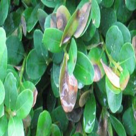 Boxwood Blight Found Here First Time Disease Detected In Wisconsin Living Kenoshanews Com