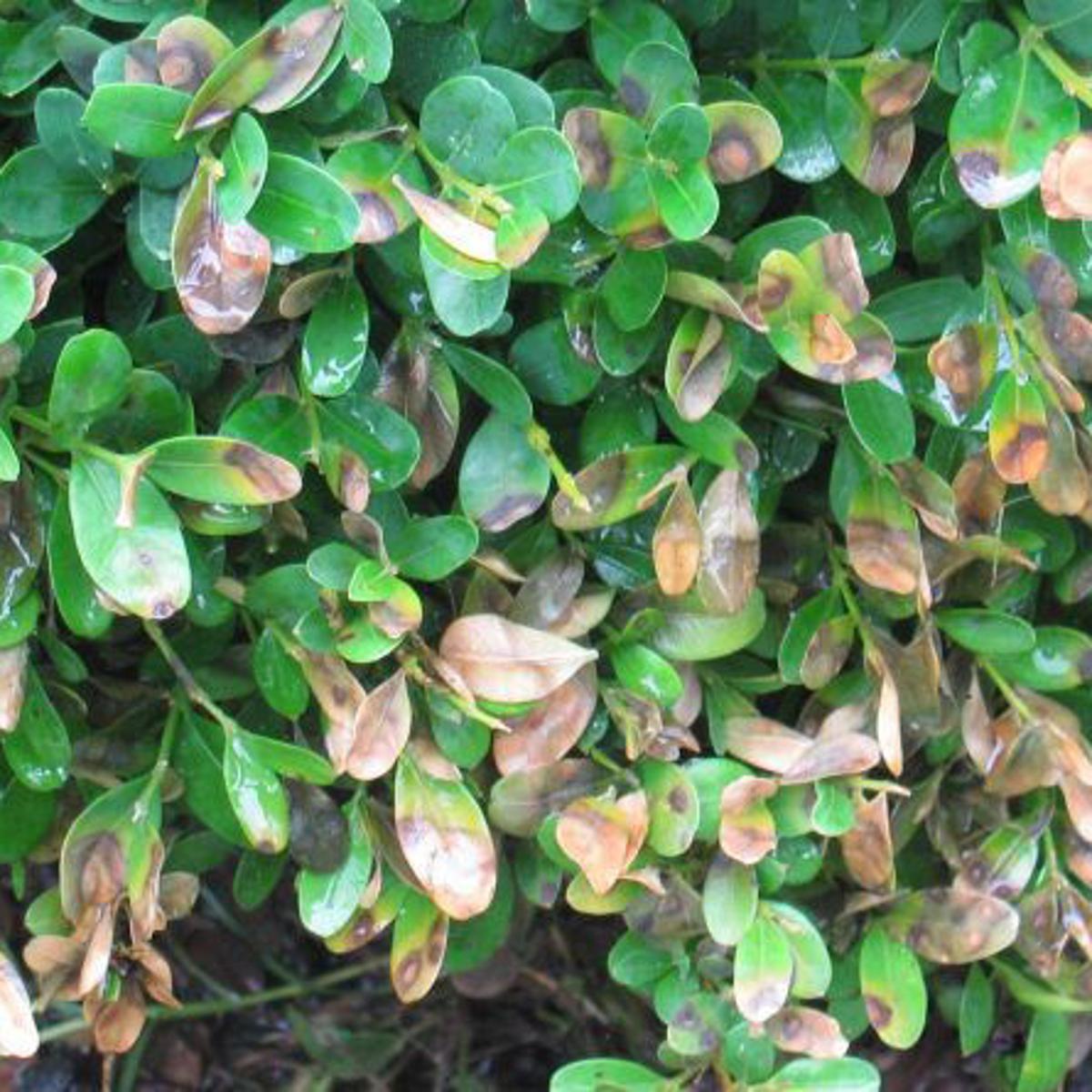 Boxwood Blight Found Here First Time Disease Detected In Wisconsin Living Kenoshanews Com