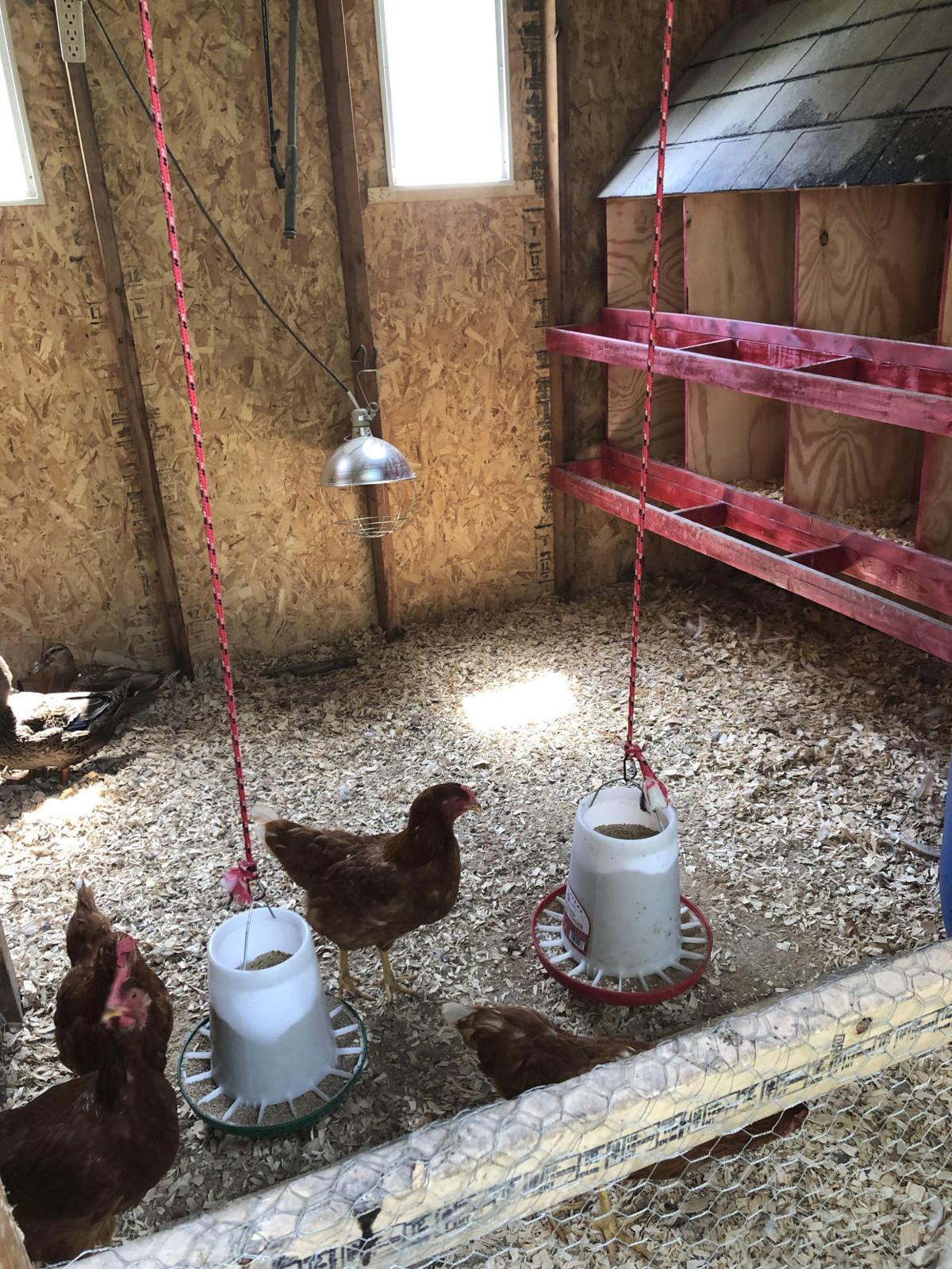 Couple Runs Afowl Of New Wheatland Ordinance Local News