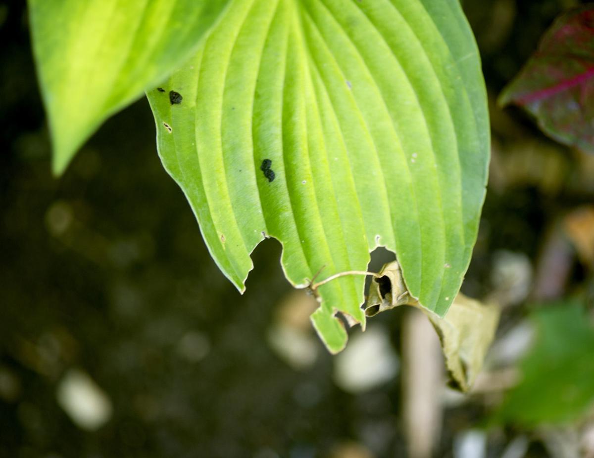 Hosta Problems Aren T Wholly Due To Slugs Kenoshanews Com