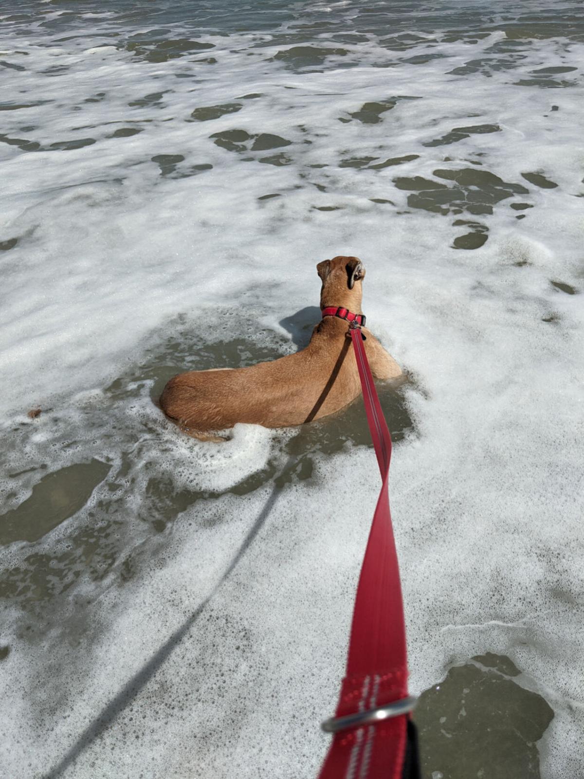 Road trip Seamus in the ocean.jpg