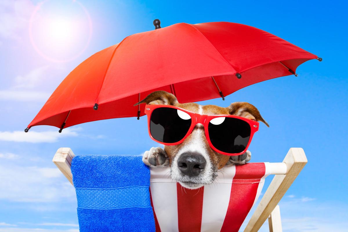 Dog Days Of Summer Safety Tips For Enjoying Fun In The Sun With Your Pooch Go Kenosha Kenoshanews Com