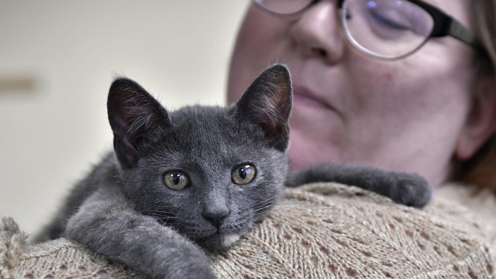 Safe Harbor Offers Specials On Cat Adoptions Local News