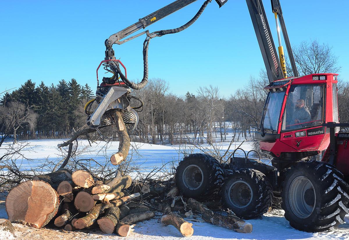 Kenosha County Tree Removal Project Nets Award Local News