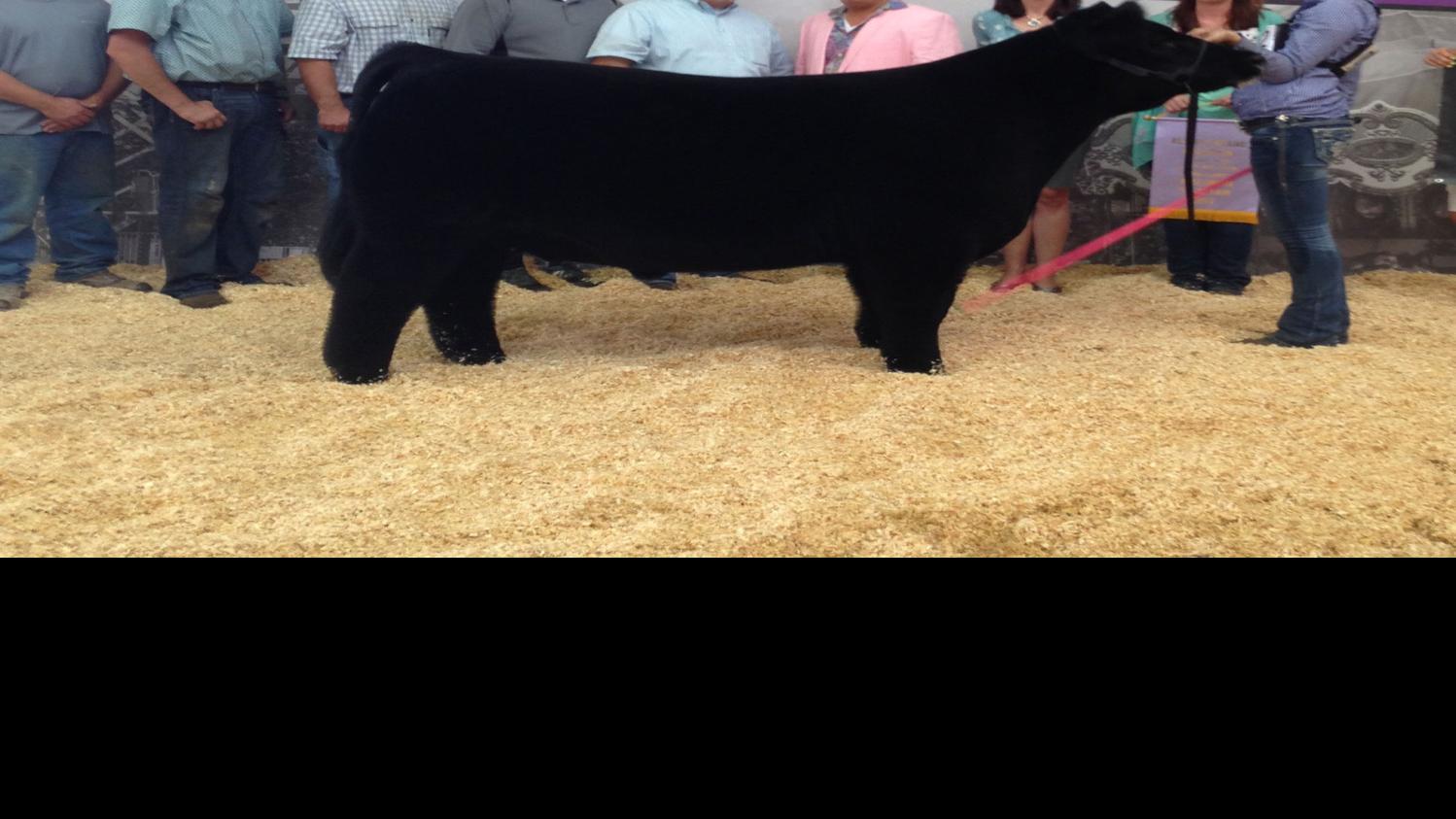 Shoreland Student Has State Fair Reserve Grand Champ Steer News Kenoshanews Com
