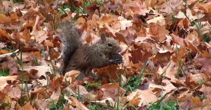 Keeping your fall lawn healthy through the colder season