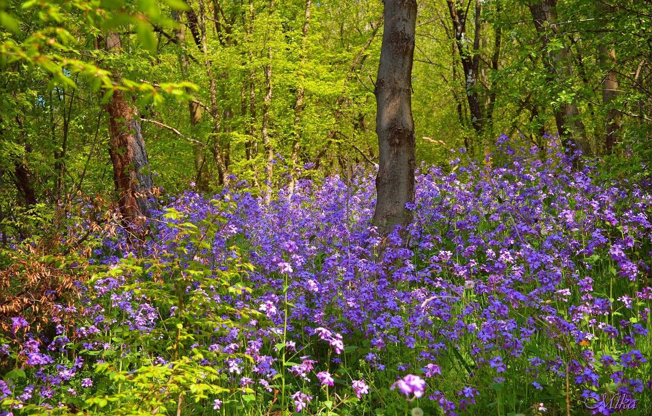 Pringle Nature Center Offers Mother's Day Wildflower Hikes On May 7