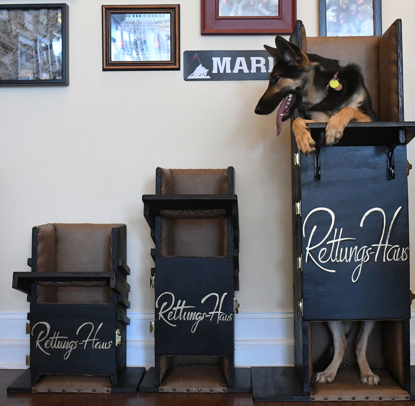 puppy chairs