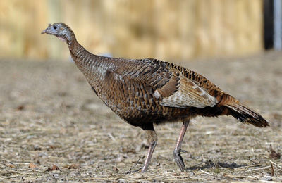 Wild turkey flock growing in Wisconsin, nationwide