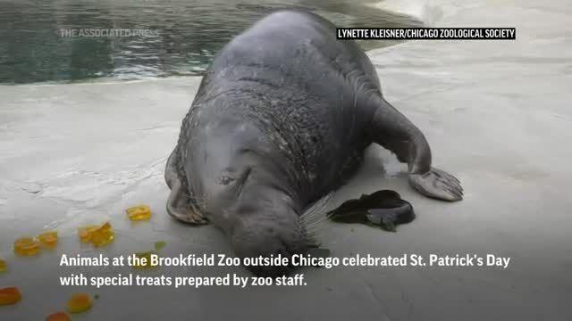 Brookfield Zoo Animals Celebrate Chicago Bears 100th Season