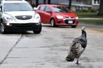 CARL - TURKEY