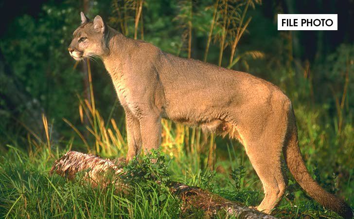 Possible Cougar Sighting In Western Kenosha County News