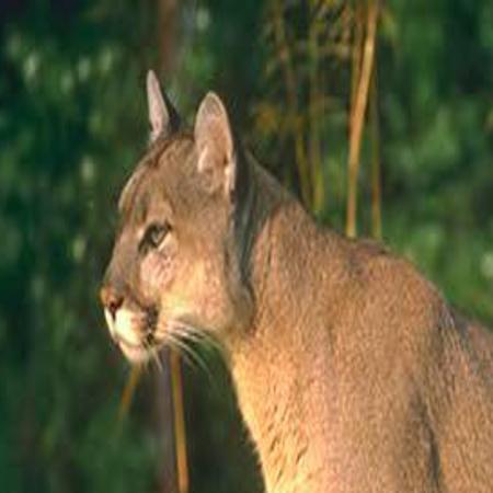 Possible Cougar Sighting In Western Kenosha County News