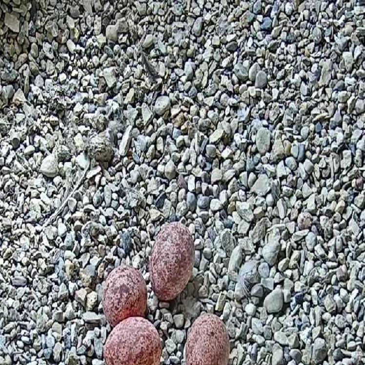 Peregrine Falcon Nest At Power Plant Not Moving Any Time Soon
