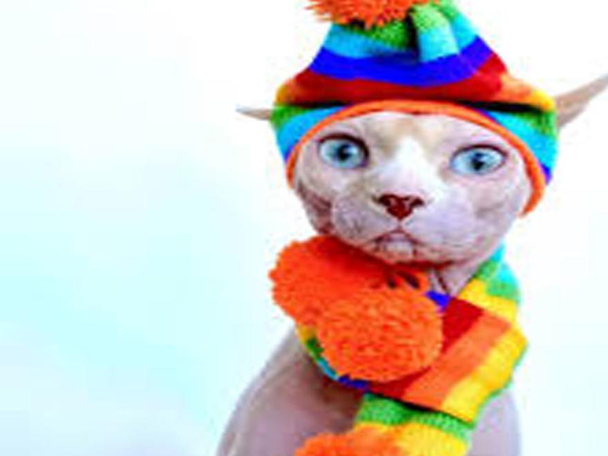 Snyder Hairless Hipsters Switches From Cat Clothes To Making