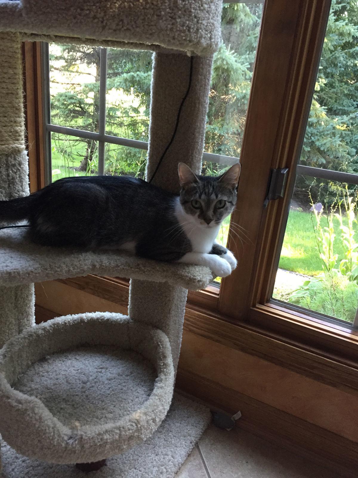 Pet Adoption From Kindred Kitties Local News Kenoshanews Com