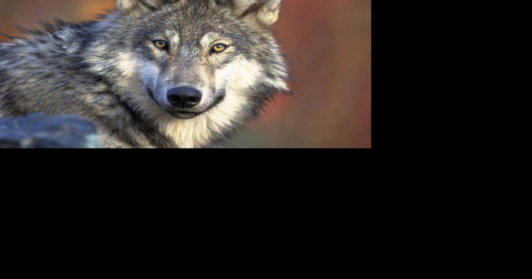 State DNR may need to defer wolf depredation payments, citing lack of funds