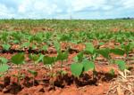 Soybeans