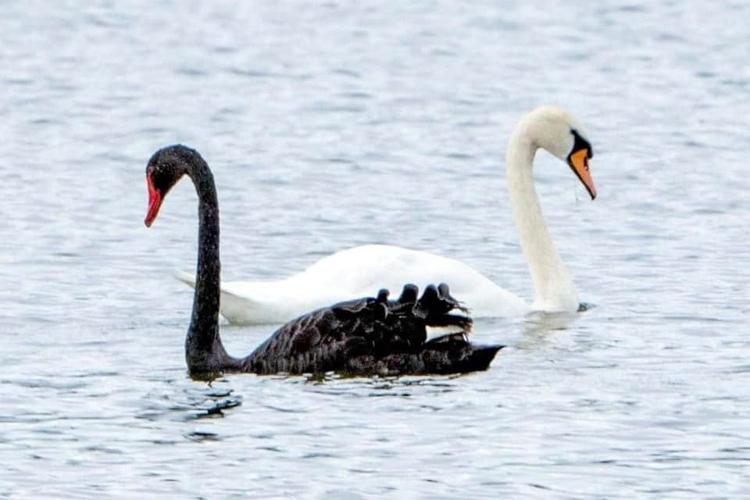 black and white swans