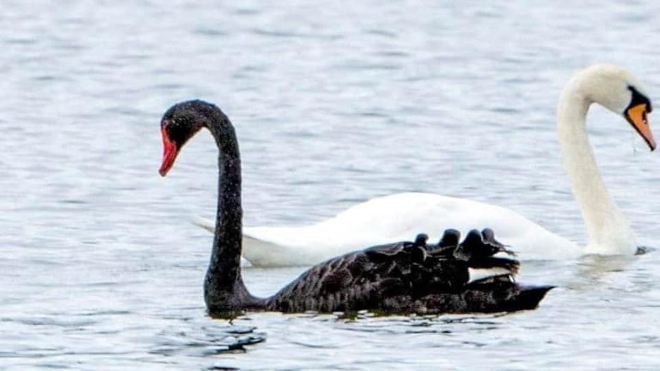Black swan: Rare bird making waves as residents where came from | Local News | kenoshanews.com