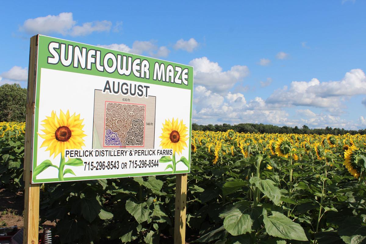 Sunflower Farm Near Richmond Mo Best Flower Site