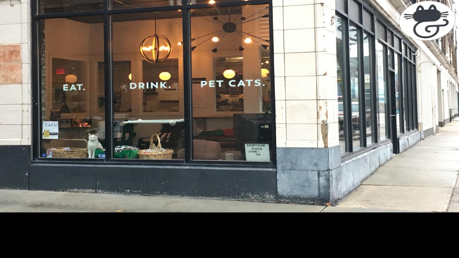 Roads Traveled Milwaukee S Sip And Purr Cafe Shelters Felines