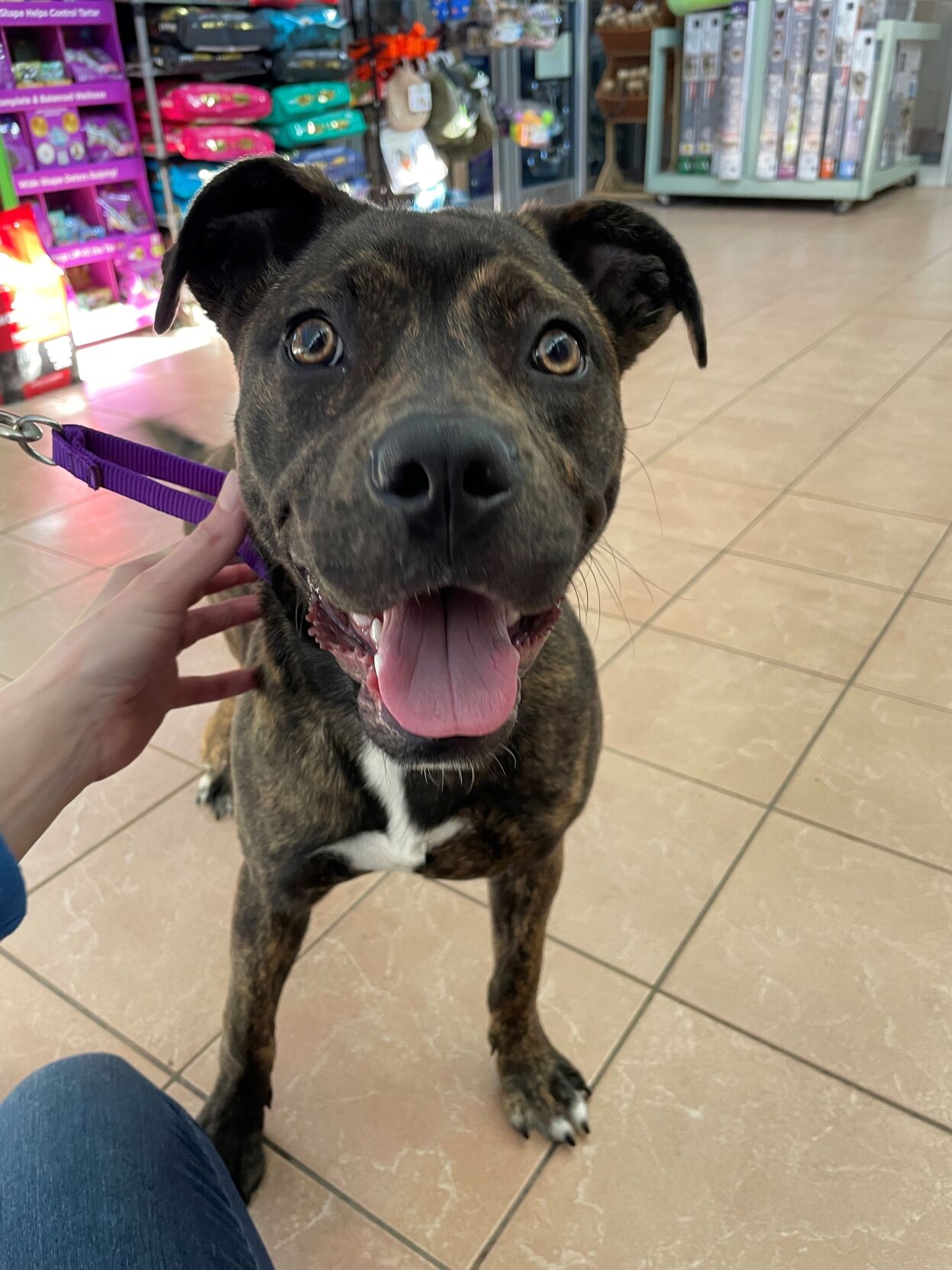 Wisconsin Humane Society's Kenosha campus has special dog