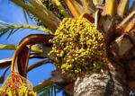 Palm oil