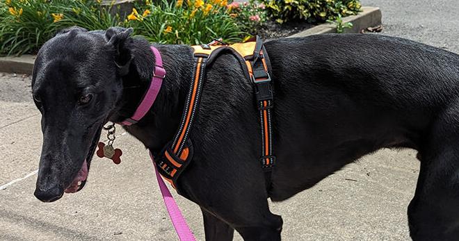 Have dog, will travel Have dog, will travel