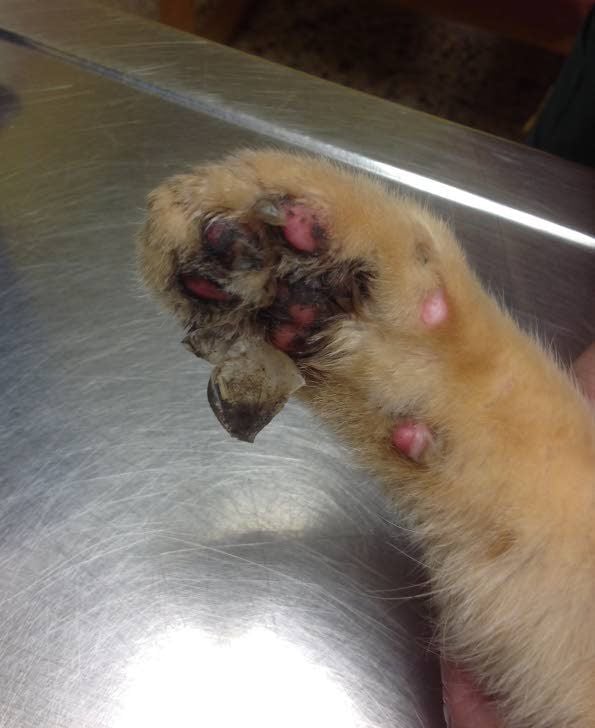 cat paw burn treatment