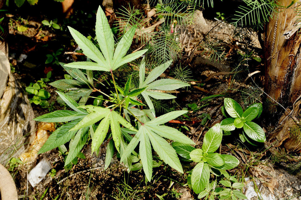 Frommer Marijuana