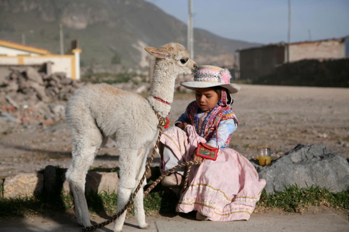 frommer-alpaca