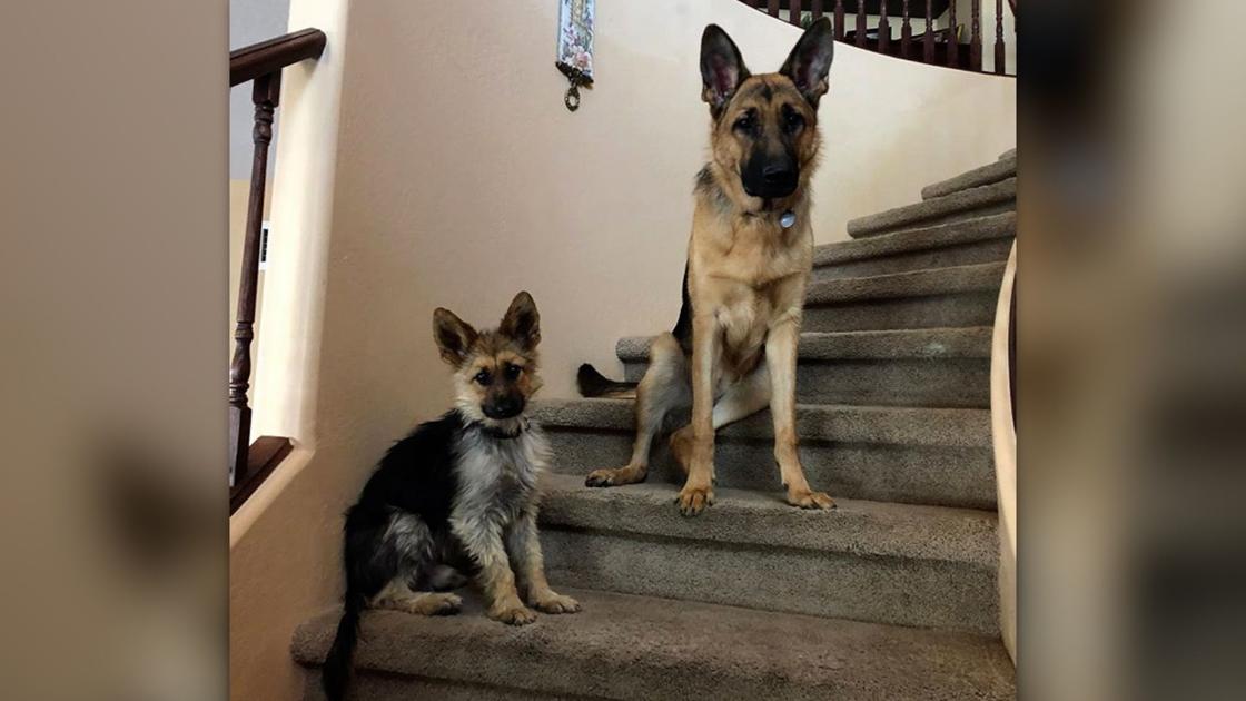 This German Shepherd Will Forever Look Like A Puppy National News Kenoshanews Com