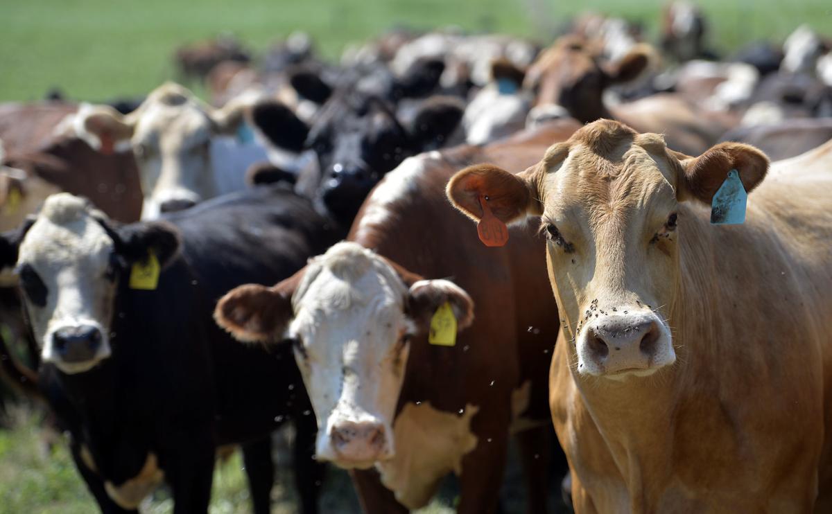 From futures trader to organic farmer Local News