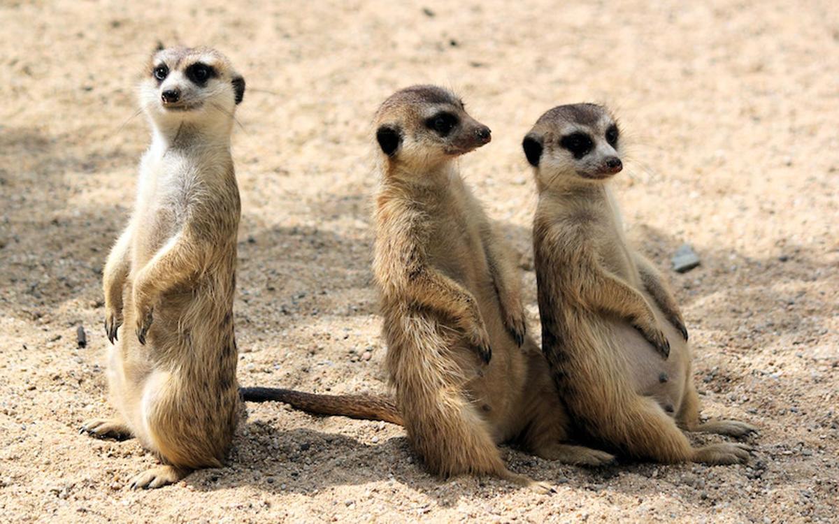 meerkats