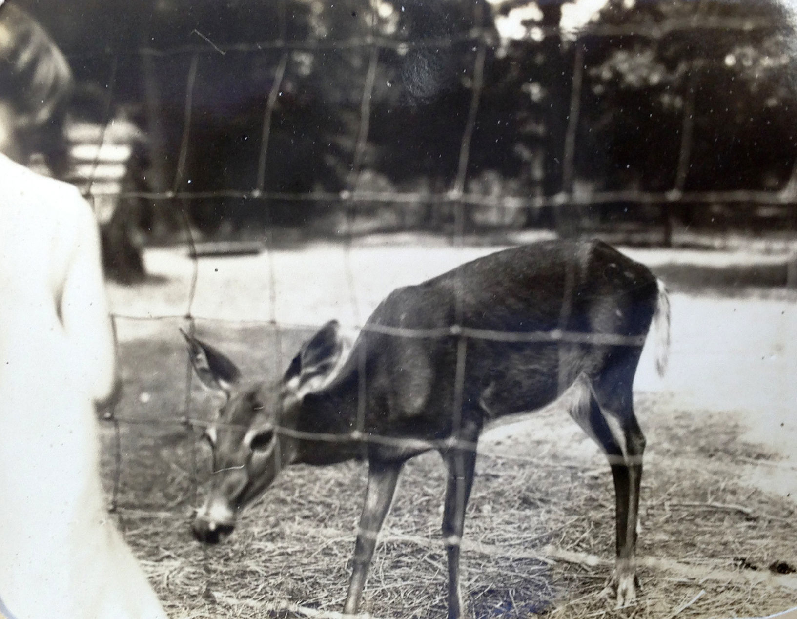 Old Kenosha: Deer pens were featured in local parks for about 20 years