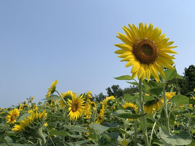 Popular sunflower attraction returns for a second year at Thompson