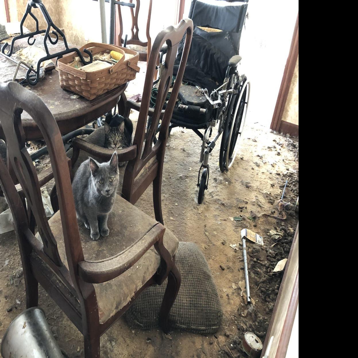 95 Cats Removed From Racine County Home So Far Largest Whs