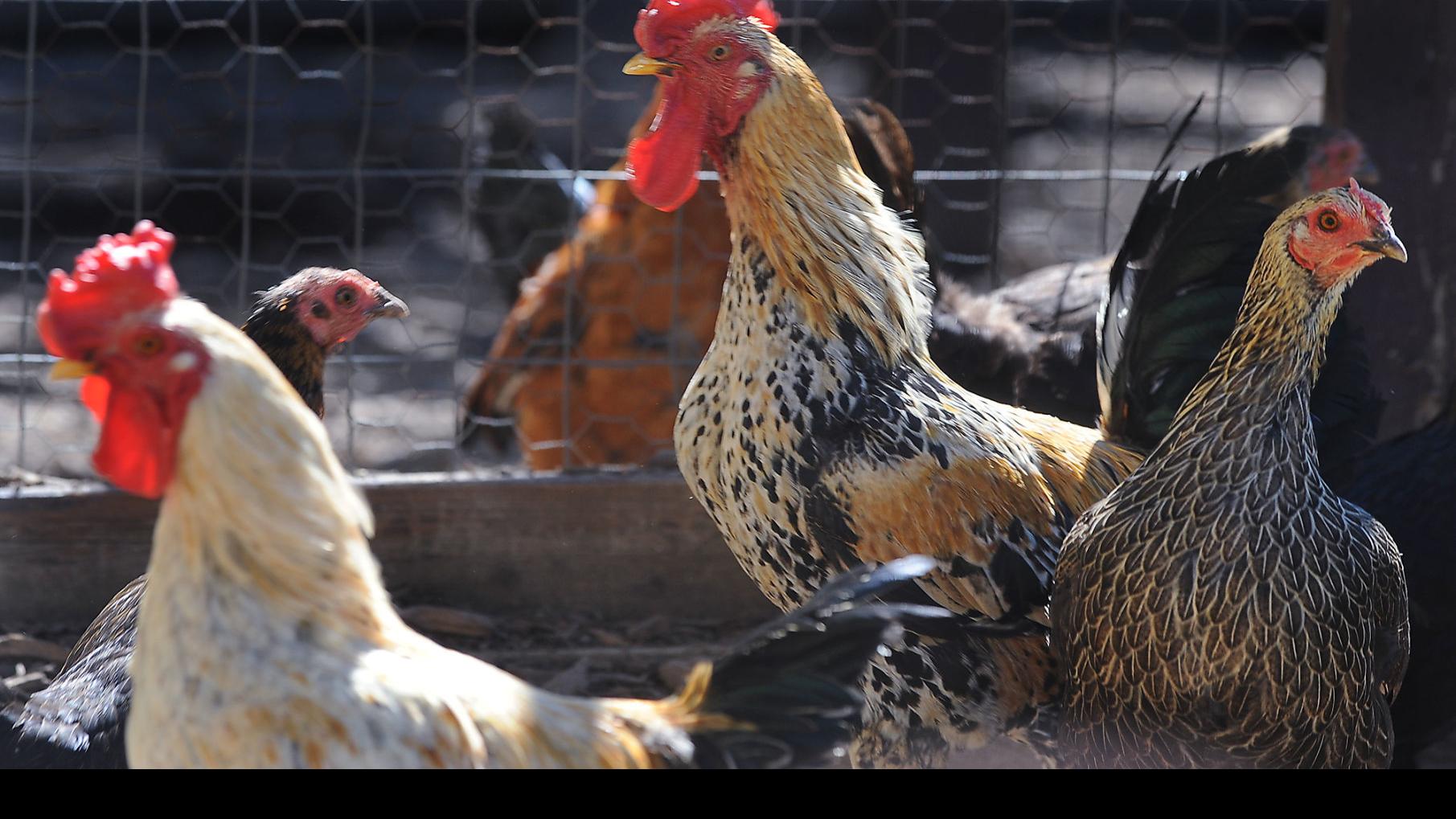 Backyard Chickens May Be Allowed In Salem Lakes Local News