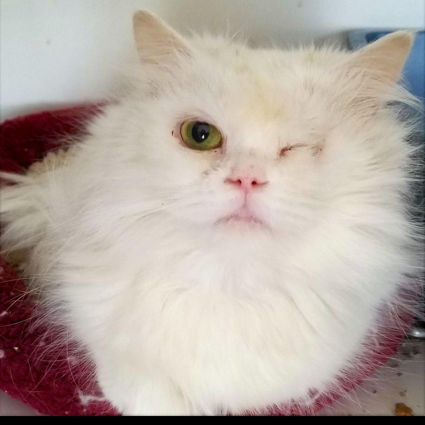 Kenosha Based Purebred Rescue Helps Cats From Around The World
