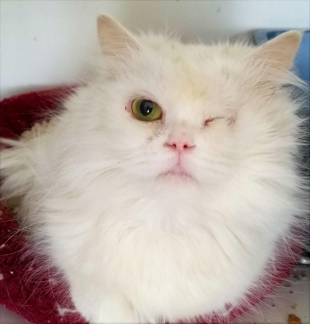 Kenosha Based Purebred Rescue Helps Cats From Around The World