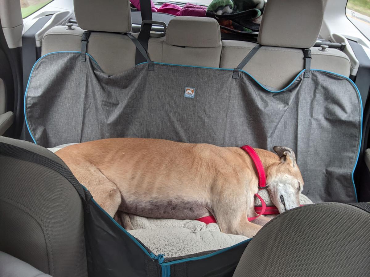 Road trip dog in car.jpg