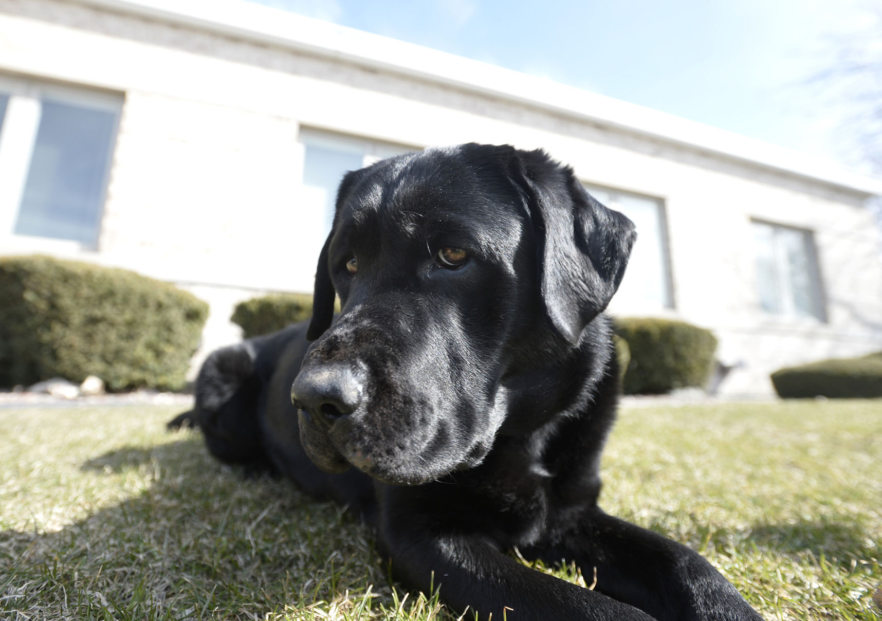 Kenosha's newest K9 is a specialist in finding hidden electronic